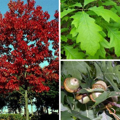 Quercus rubra