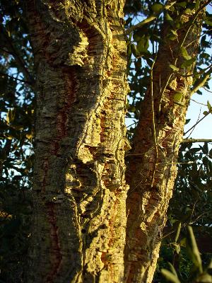 Quercus suber