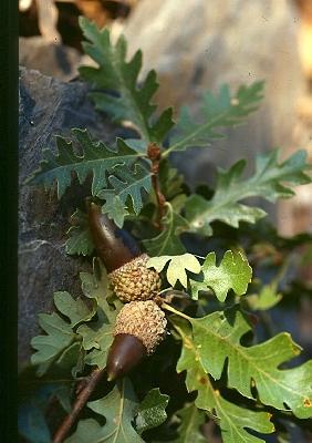 Quercus lobata