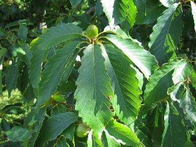 Quercus montana