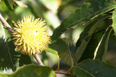 Quercus castaneifolia