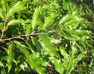 Quercus chenii