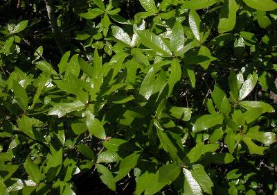 Quercus hemisphaerica