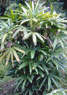Rhapis excelsa