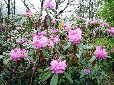 Rhododendron ponticum
