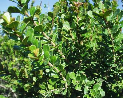 Searsia crenata
