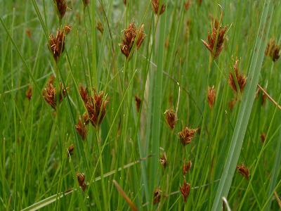 Rhynchospora fusca