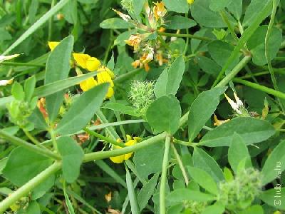 Lotus pedunculatus