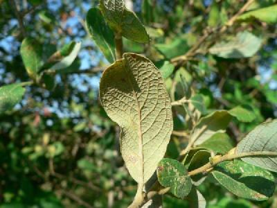 Salix acuminata