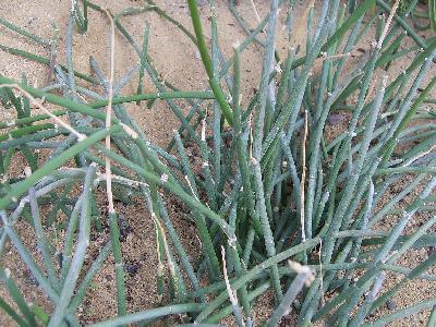 Sarcostemma viminale