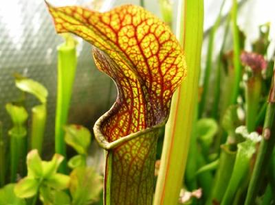 Sarracenia rubra subsp. alabamensis