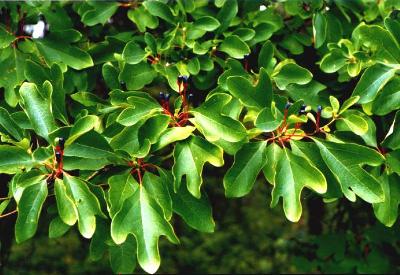 Sassafras albidum