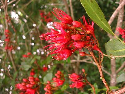 Schotia brachypetala