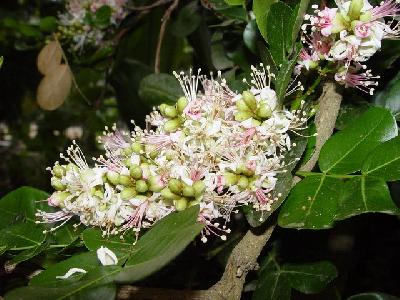 Schotia latifolia