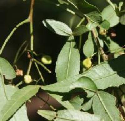 Searsia leptodictya