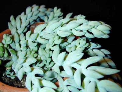Sedum morganianum