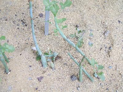 Senecio articulatus