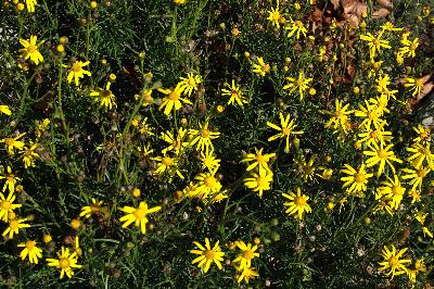 Senecio inaequidens