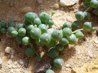 Senecio rowleyanus