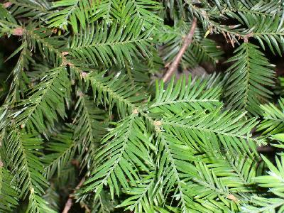 Sequoiadendron  sempervirens