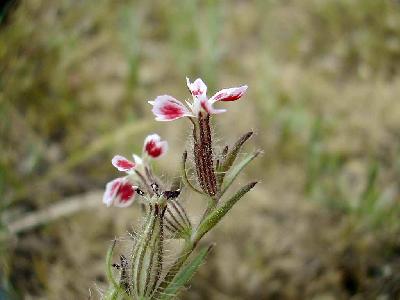 Silene gallica