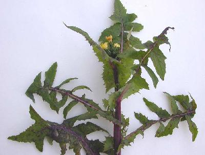 Sonchus oleraceus