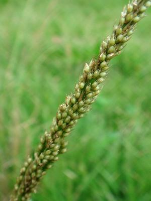 Sporobolus indicus