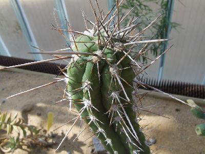 Stetsonia coryne