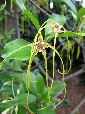 Strophanthus speciosus