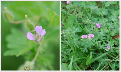 Geranium molle