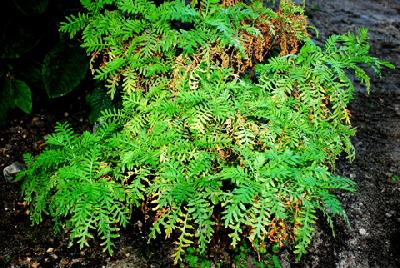 Tanacetum  oshanahanii