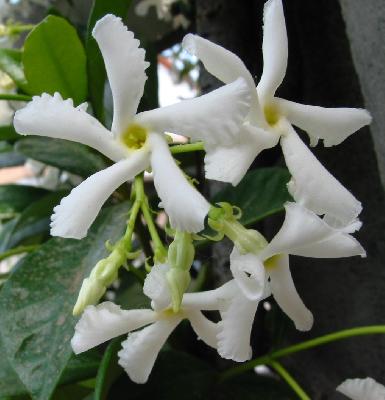 Trachelospermum jasminoides, Rhynchospermum