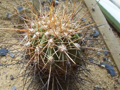 Helianthocereus atacamensis