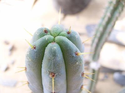 Trichocereus courantii