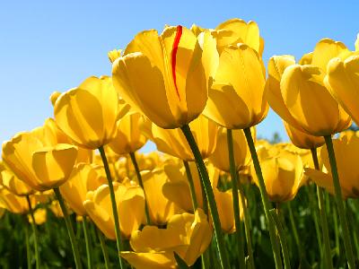 Tulipus