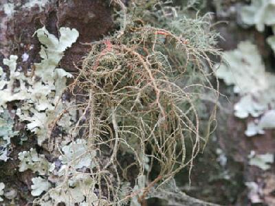 Usnea rubicunda