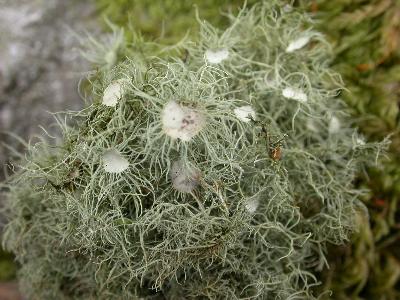 Usnea florida