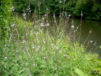 Verbena officinalis