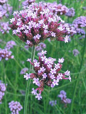Verbena bonariensis