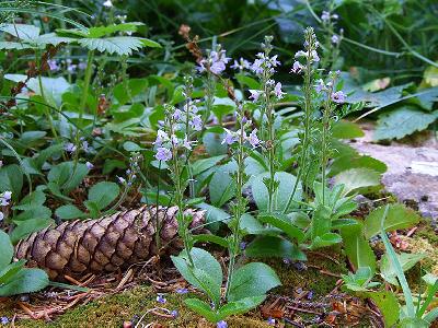 Veronica officinalis