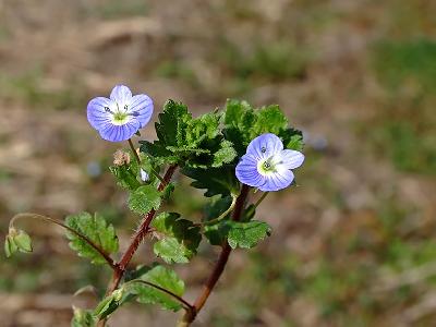 Veronica persica