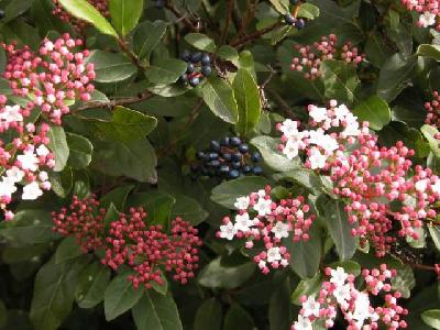 Viburnum tinus