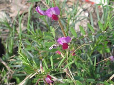 Vicia sativa
