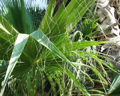 Washingtonia filifera