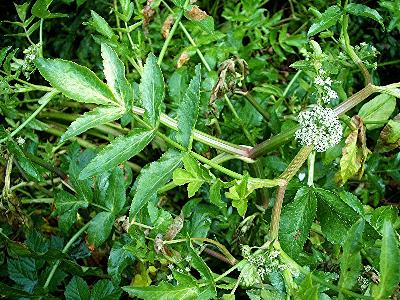 Helosciadium nodiflorum/Apium nodiflorum