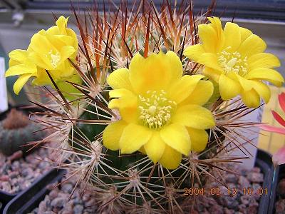 Rebutia neocumingii