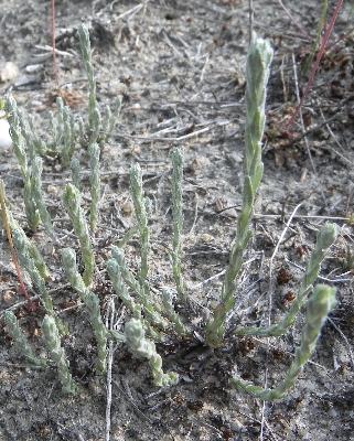 Filago minima