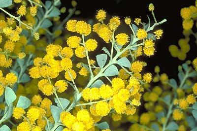 Acacia cultriformis