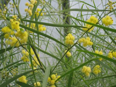 Acacia retinodes
