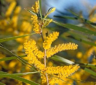 Acacia   acuminata